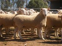 Border Leicester Sale Ram